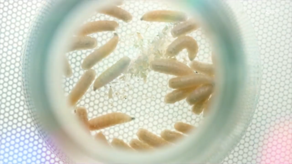 「便所バチ」がプラスチックごみ削減のカギを握っている？！ | むしにゅーす
