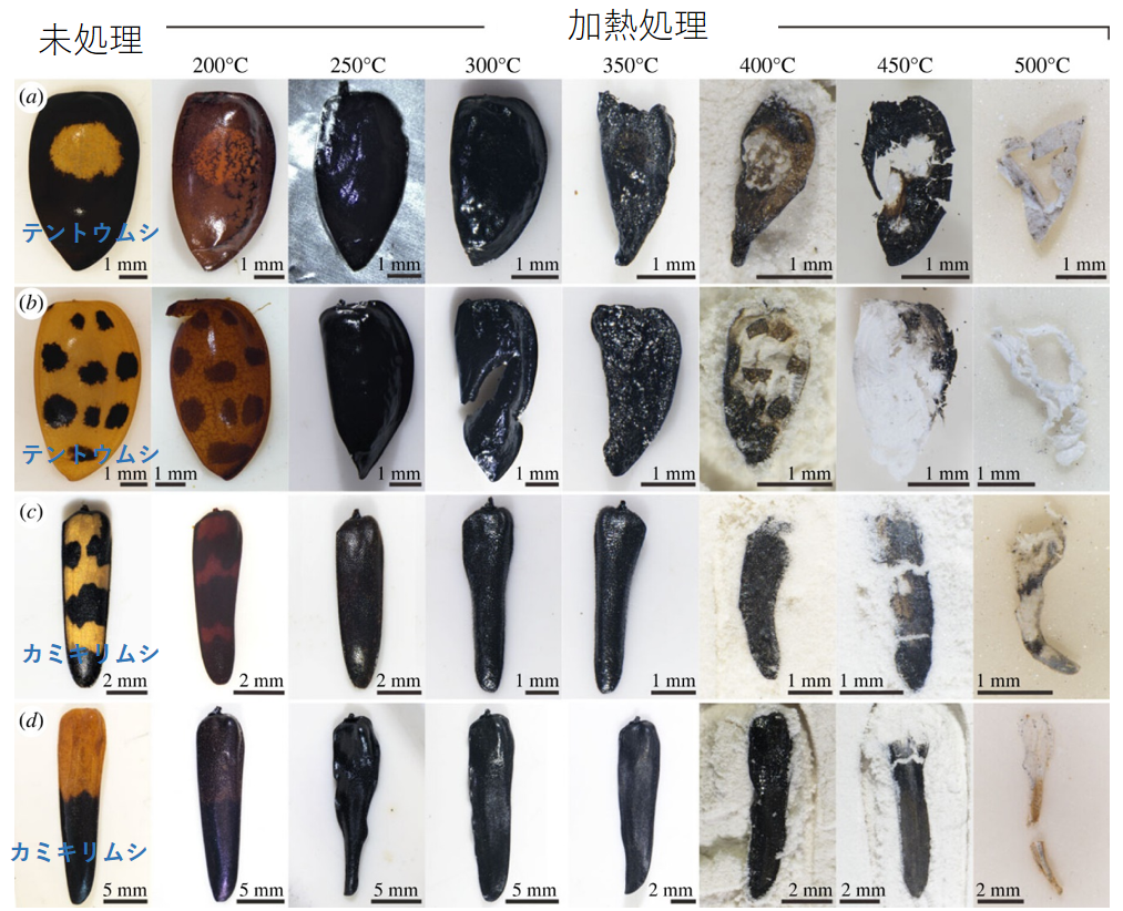 モノクロの化石から大昔の昆虫の色や模様は分かるのか？ | むしにゅーす
