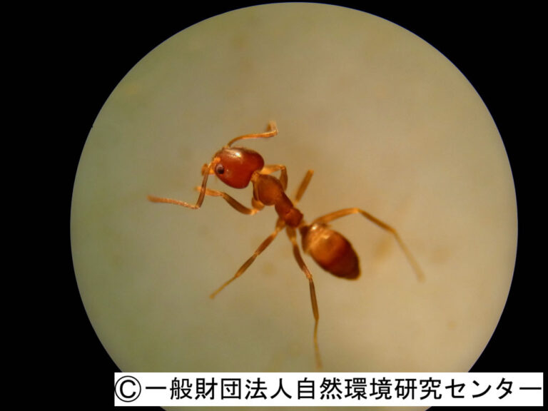 カフェインがアルゼンチンアリを毒餌へ導く？！ | むしにゅーす