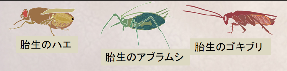 ゴキブリの遺伝情報から昆虫の胎生の進化の仕組みを解明！ | むしにゅーす