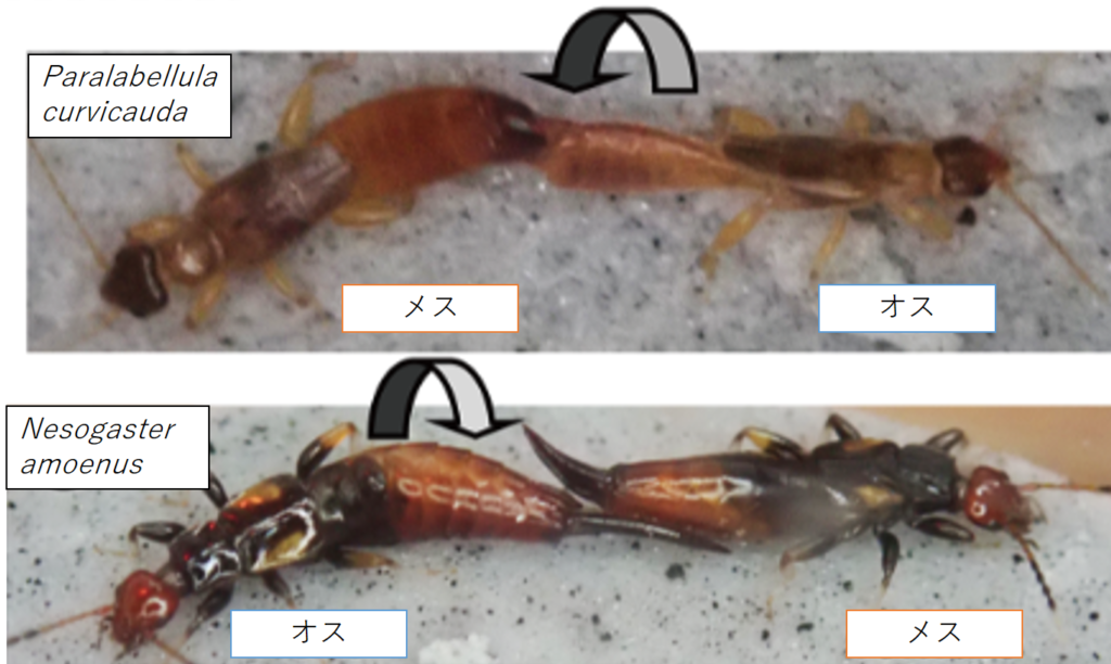 樹皮の下でのハサミムシの交尾事情 | むしにゅーす