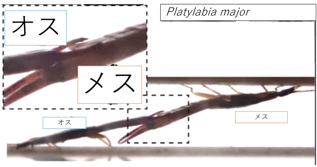 樹皮の下でのハサミムシの交尾事情 | むしにゅーす
